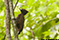 Scale breasted woodpecker